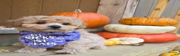 Shihpoo dogs for sale: Waffles  - Ad 4