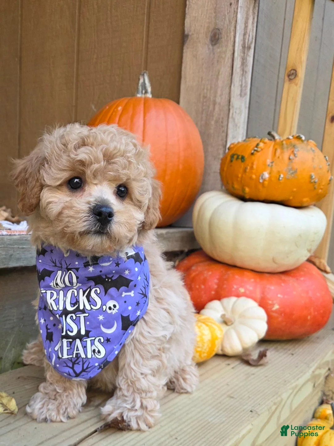 Shihpoo dogs for sale: Waffles  - Ad 4