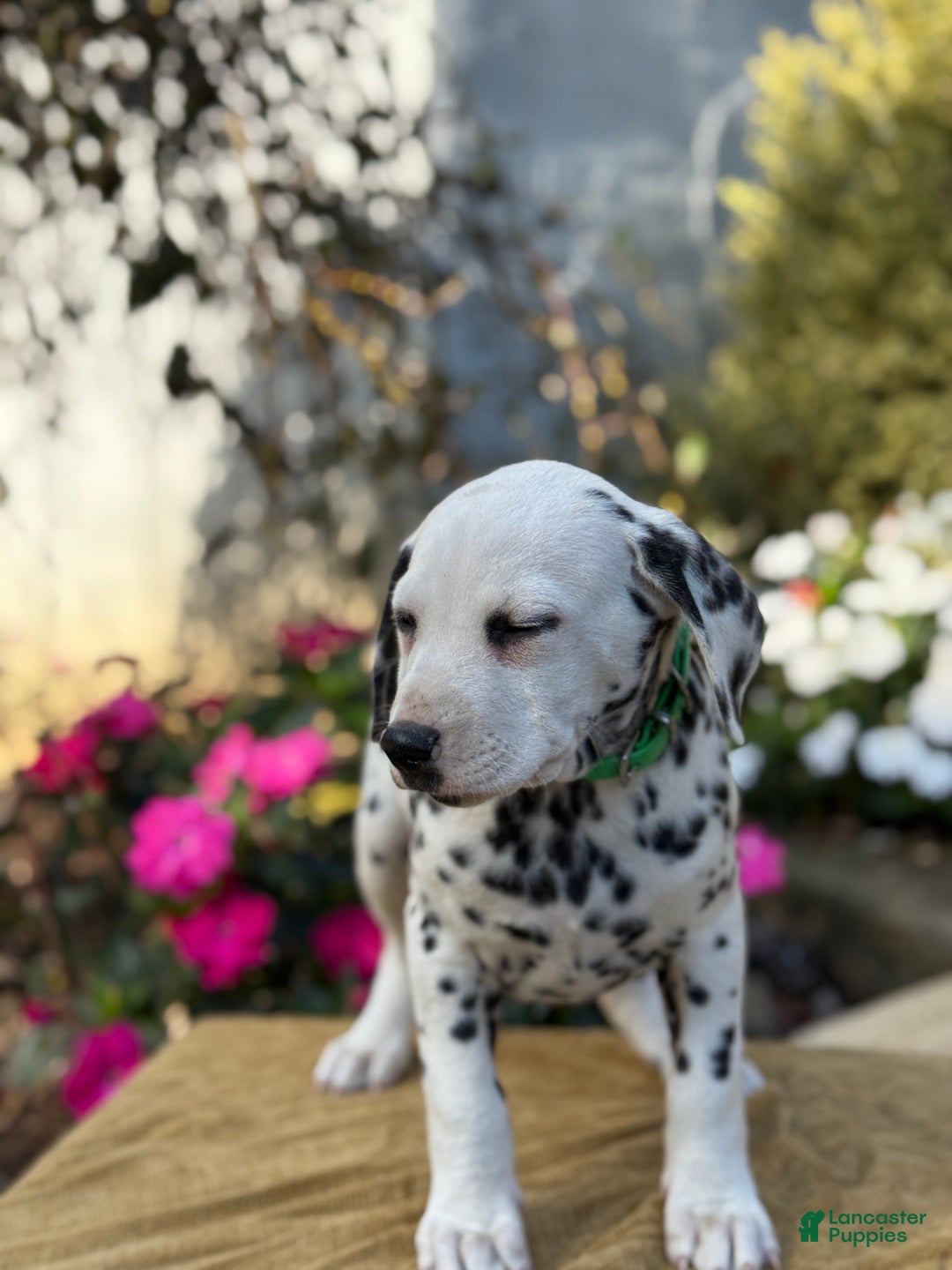 Dalmatian dogs for sale: Monroe - Ad 10