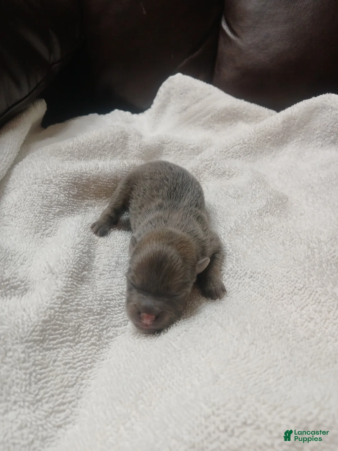 Pomeranian dogs for sale: Pomeranian 3 - Ad 2