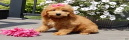 Mini Goldendoodle dogs for sale: Abby - Ad 4