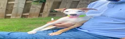 Italian Greyhound dogs for sale: Mr green - Ad 1