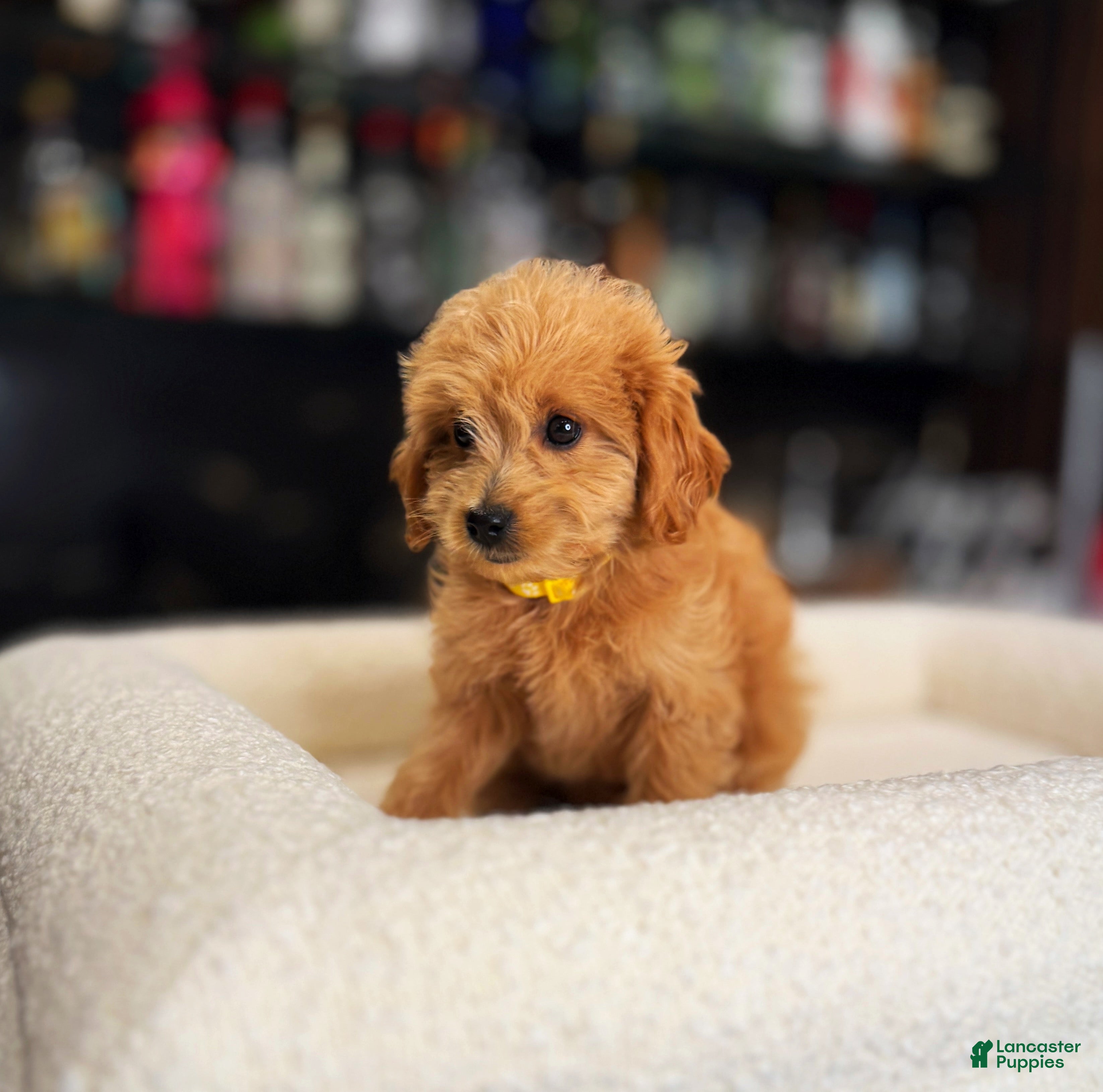 Goldendoodle dogs Cole - Ad 2