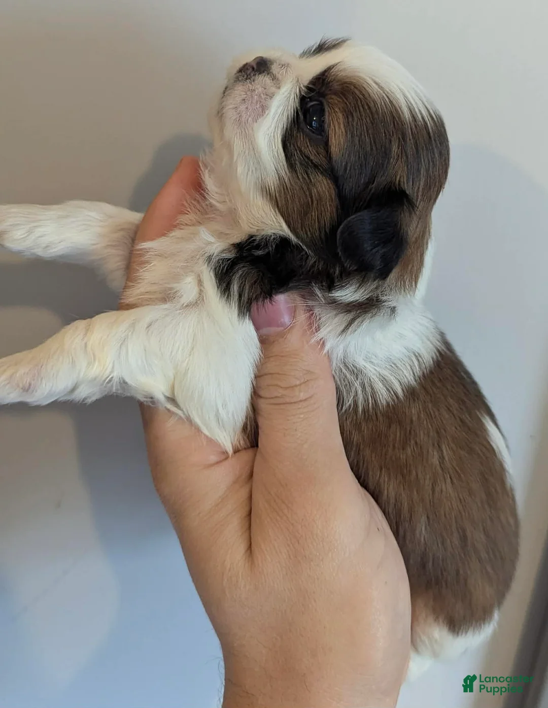 Shih Tzu dogs for sale: Hudson - Ad 2