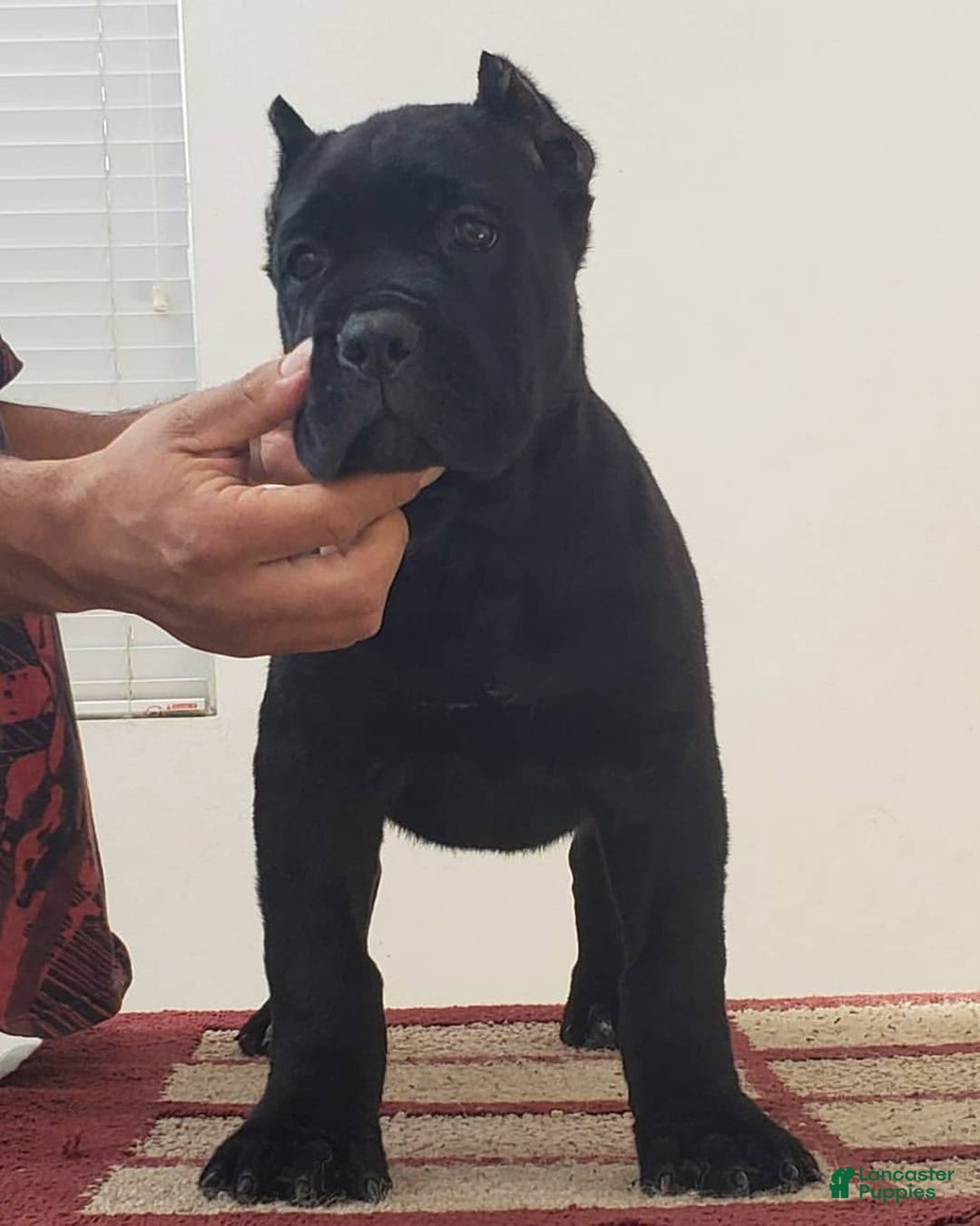 Cane Corso dogs for sale: Bella - Ad 3