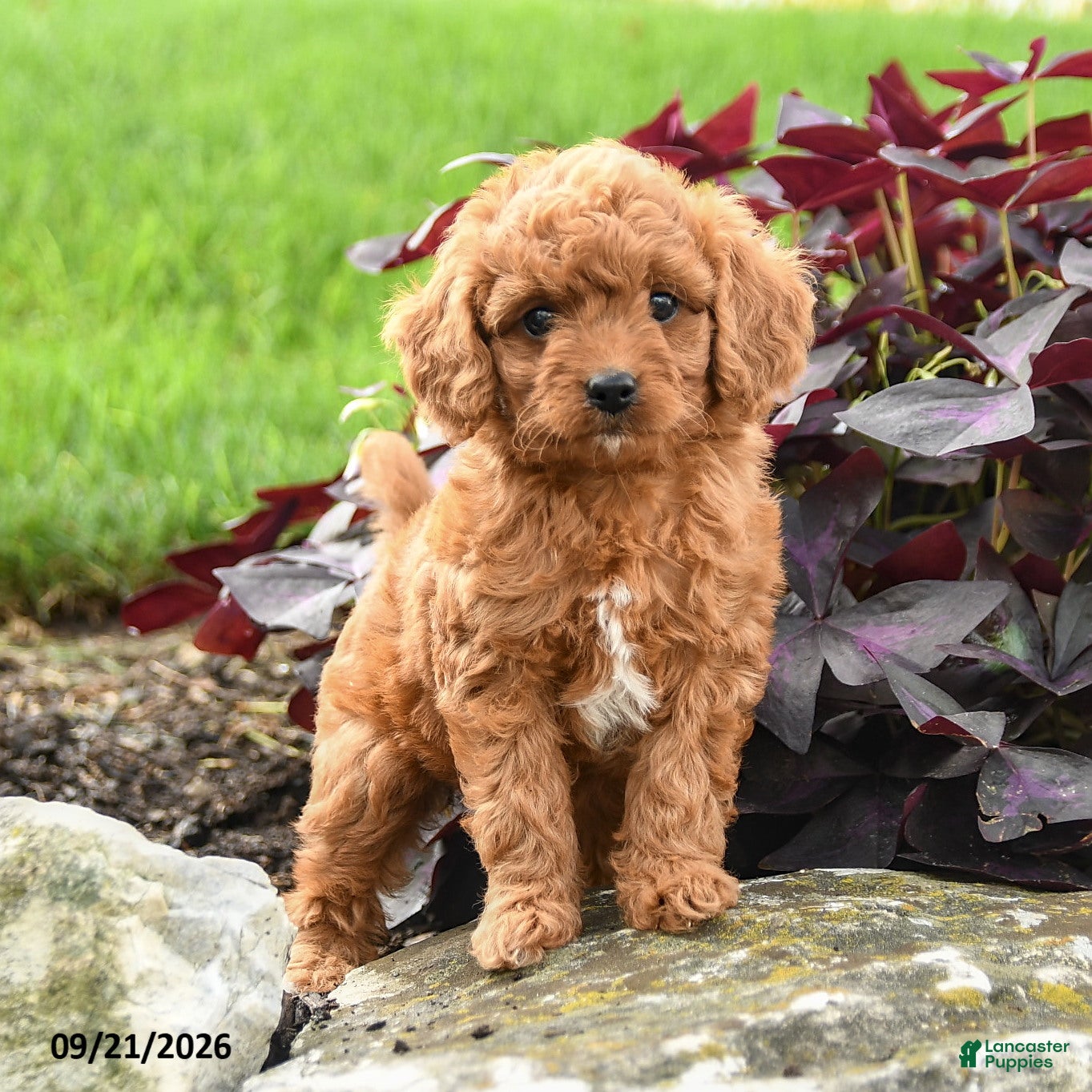 Miniature Labradoodle dogs Polly - Ad 2