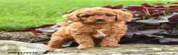 Miniature Labradoodle dogs for sale: Polly - Ad 2