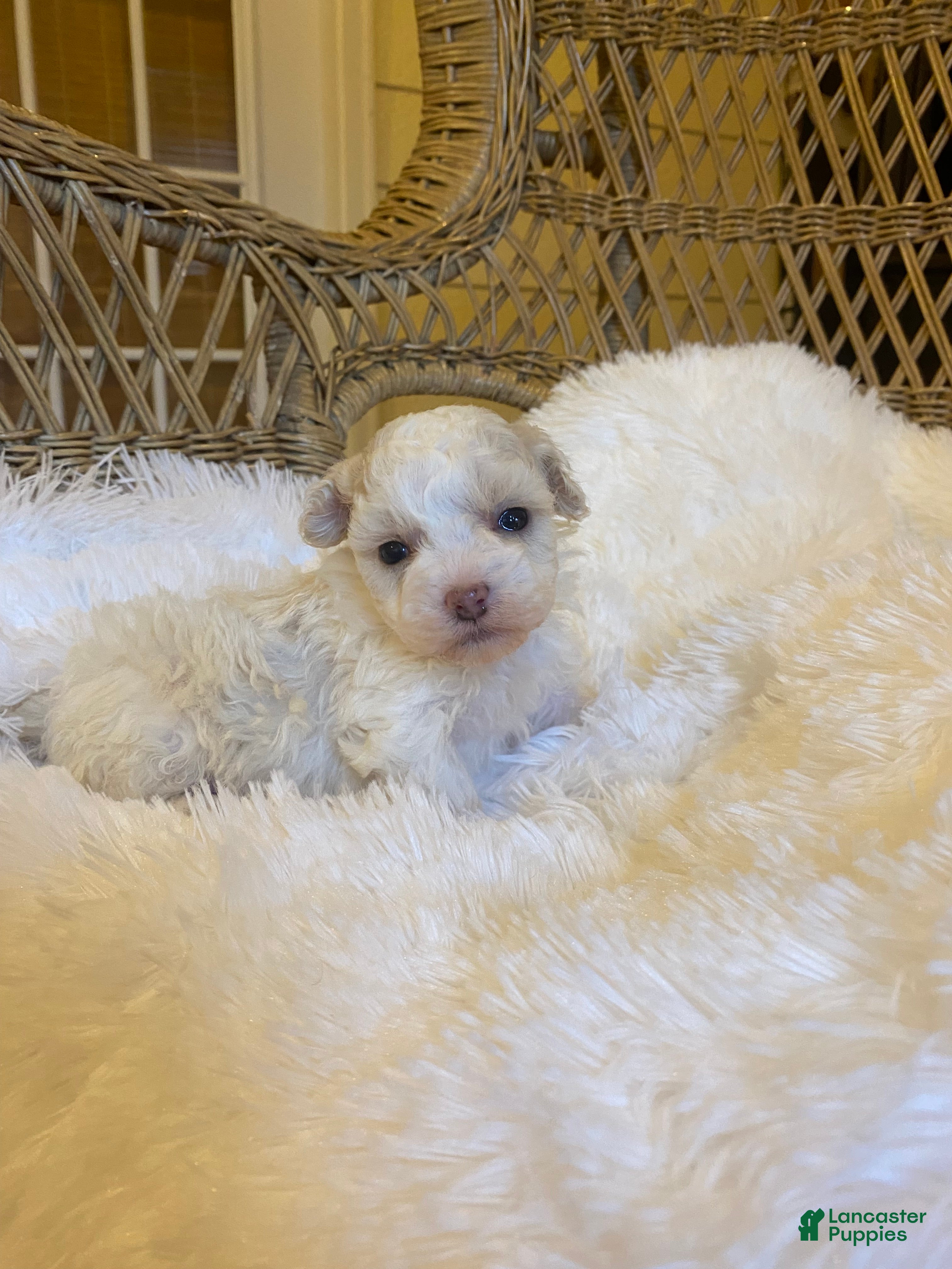 Toy Poodle dogs Toy Poodle Puppy 2 - Ad 35