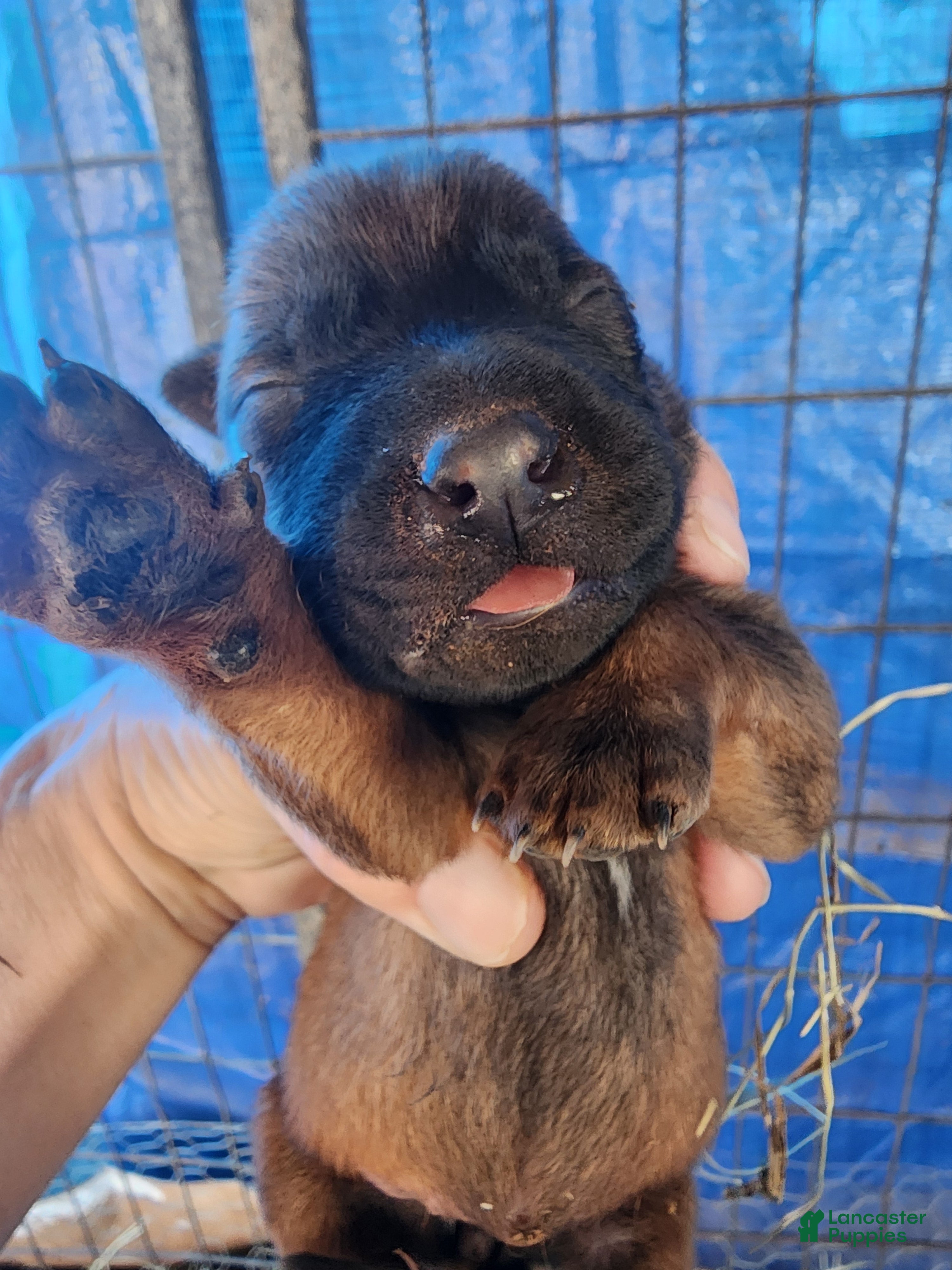 Belgian Malinois dogs Sascha Reddish F - Ad 3