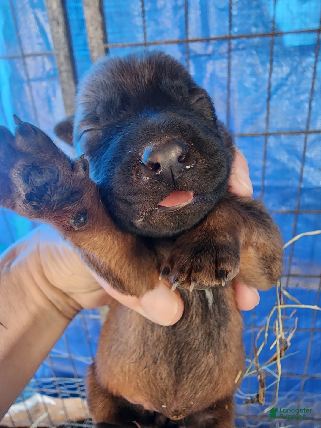 Belgian Malinois dogs for sale: Sascha Reddish F - Ad 1