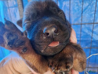 Belgian Malinois dogs Sascha Reddish F - Ad 3