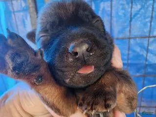 Belgian Malinois dogs Sascha Reddish F - Ad 4