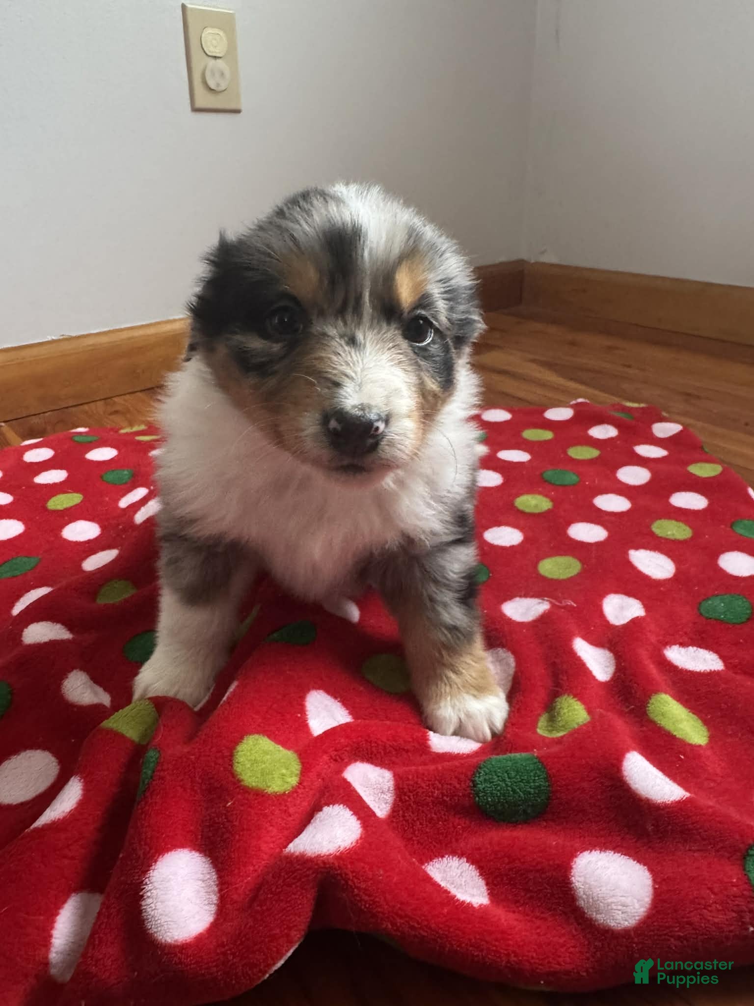 Australian Shepherd dogs Tundra - Ad 28