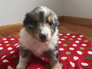 Australian Shepherd dogs Tundra - Ad 28