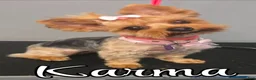 Yorkshire Terrier dogs for sale: Yorkshire Terrier 3 - Ad 4