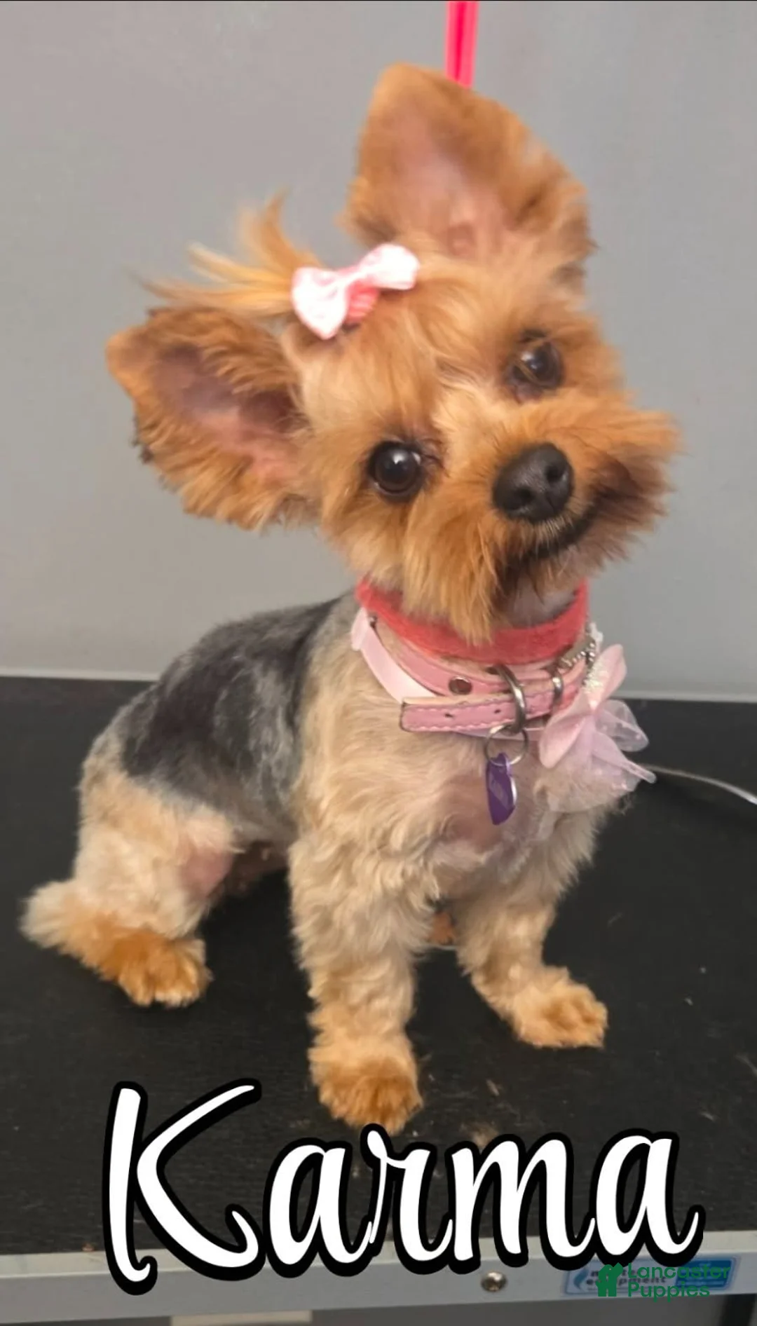 Yorkshire Terrier dogs for sale: Yorkshire Terrier 3 - Ad 4