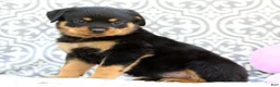 Rottweiler dogs for sale: Sugar - Ad 3