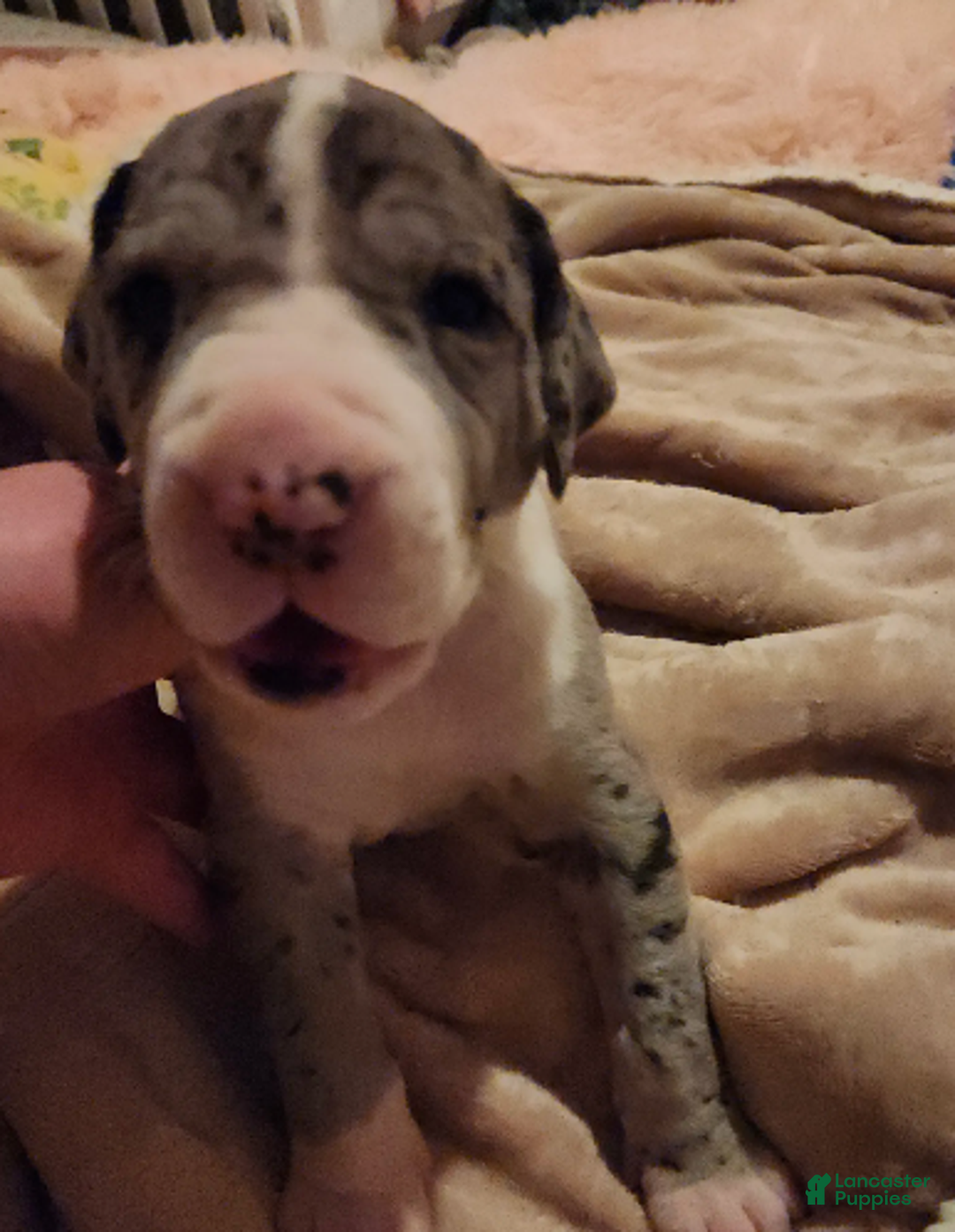 Great Dane dogs for sale: TOP EURO Merle mantle F - Ad 1