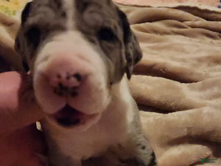 Great Dane dogs TOP EURO Merle mantle F - Ad 3