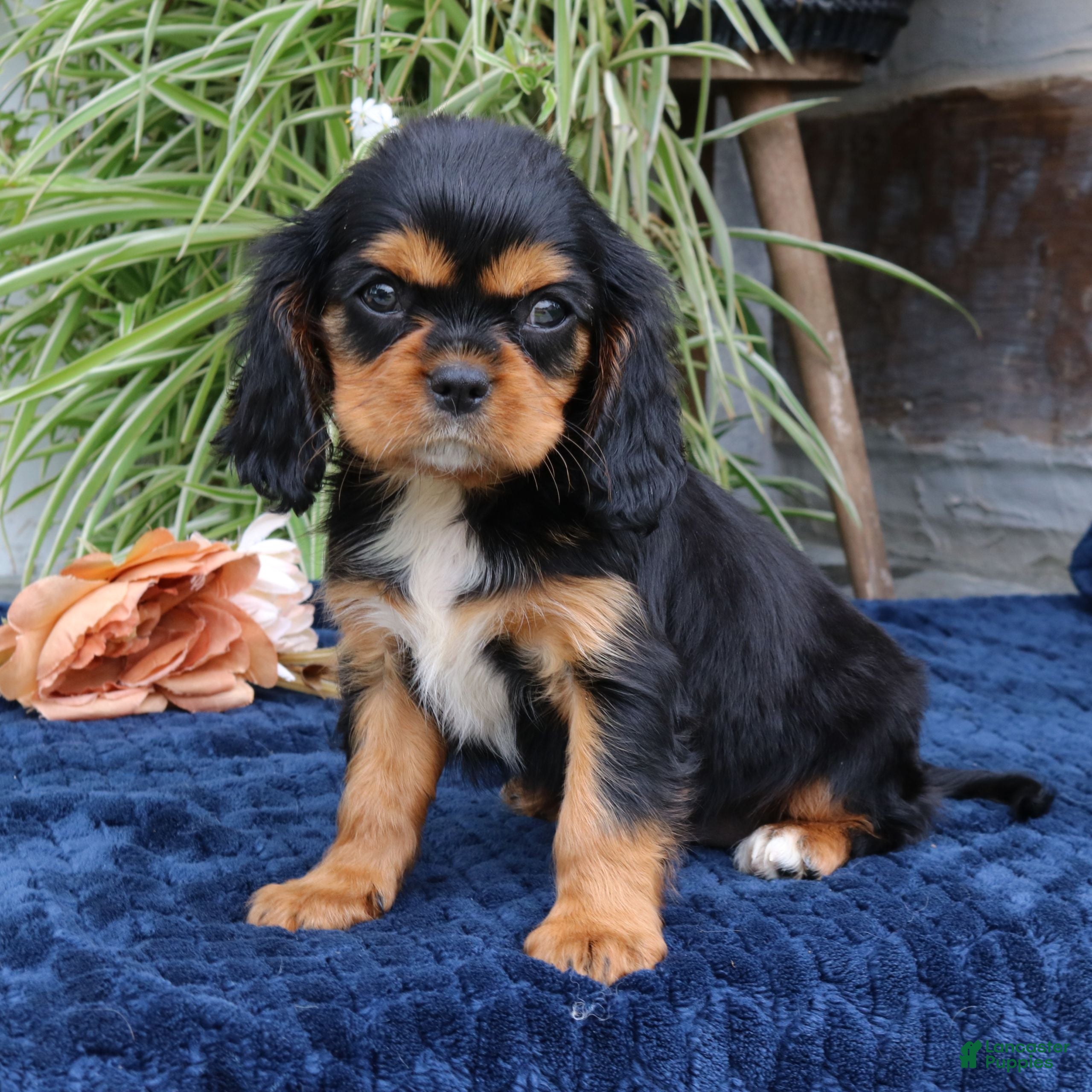 Cavalier King Charles Spaniel dogs Jalena  - Ad 2