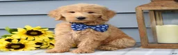 Goldendoodle dogs for sale: Felix - Ad 7