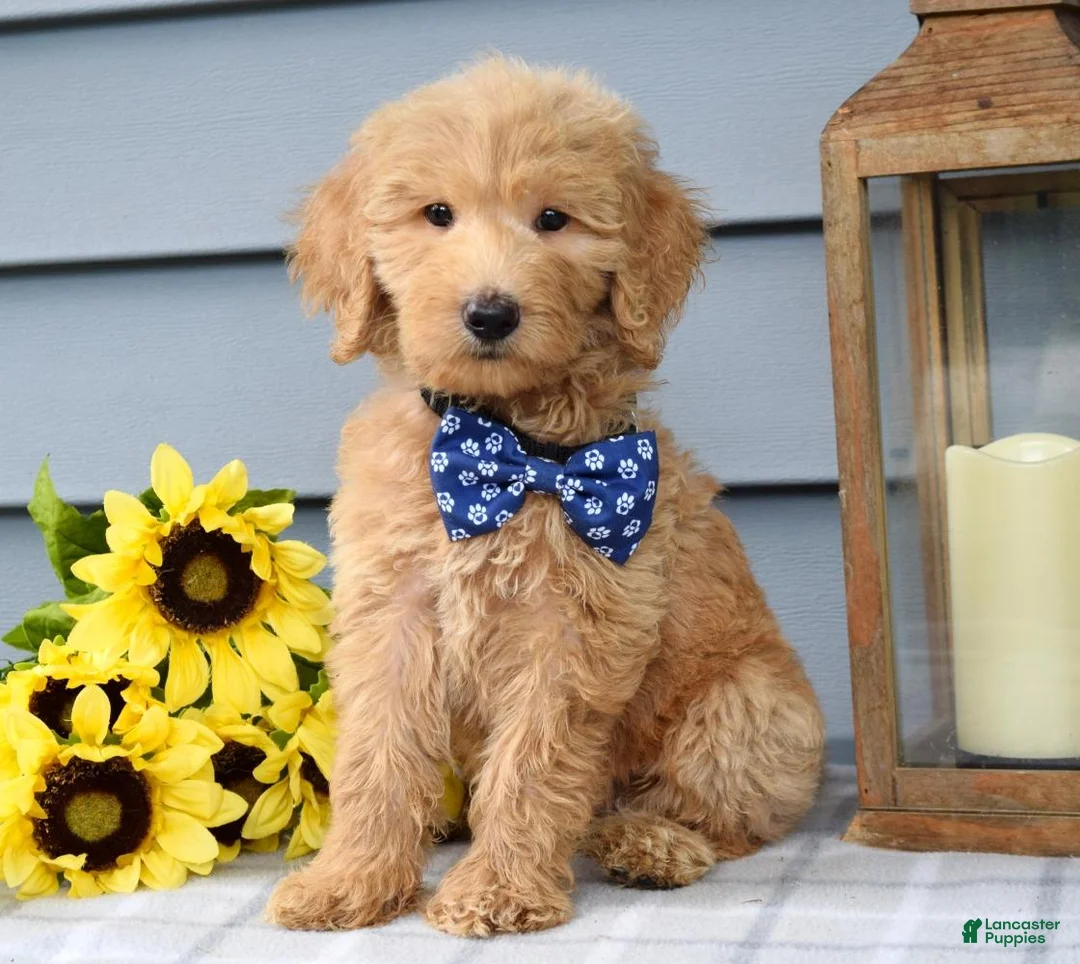 Goldendoodle dogs for sale: Felix - Ad 7