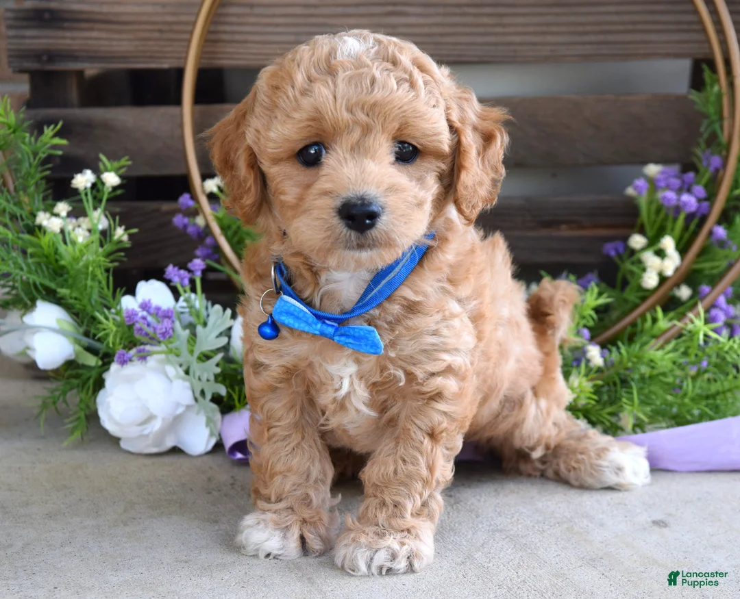 Maltipoo dogs for sale: Bentley  - Ad 9