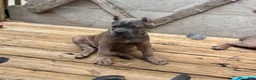 Cane Corso dogs for sale: Lime Green - Ad 4