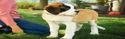 Saint Bernard dogs for sale: William Saint Bernard  - Ad 4