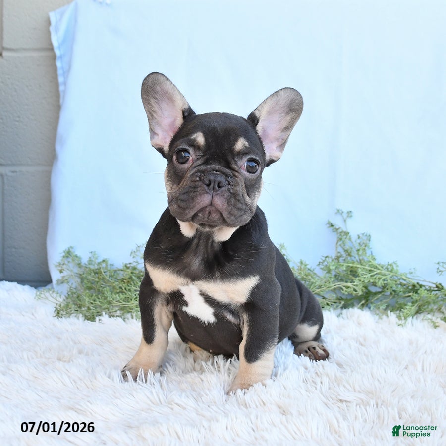 French Bulldog dogs Gracie - Ad 1