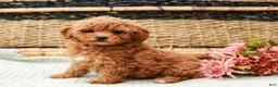 Miniature Labradoodle dogs for sale: Peaches - Ad 3