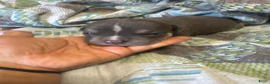 American Bully 8
