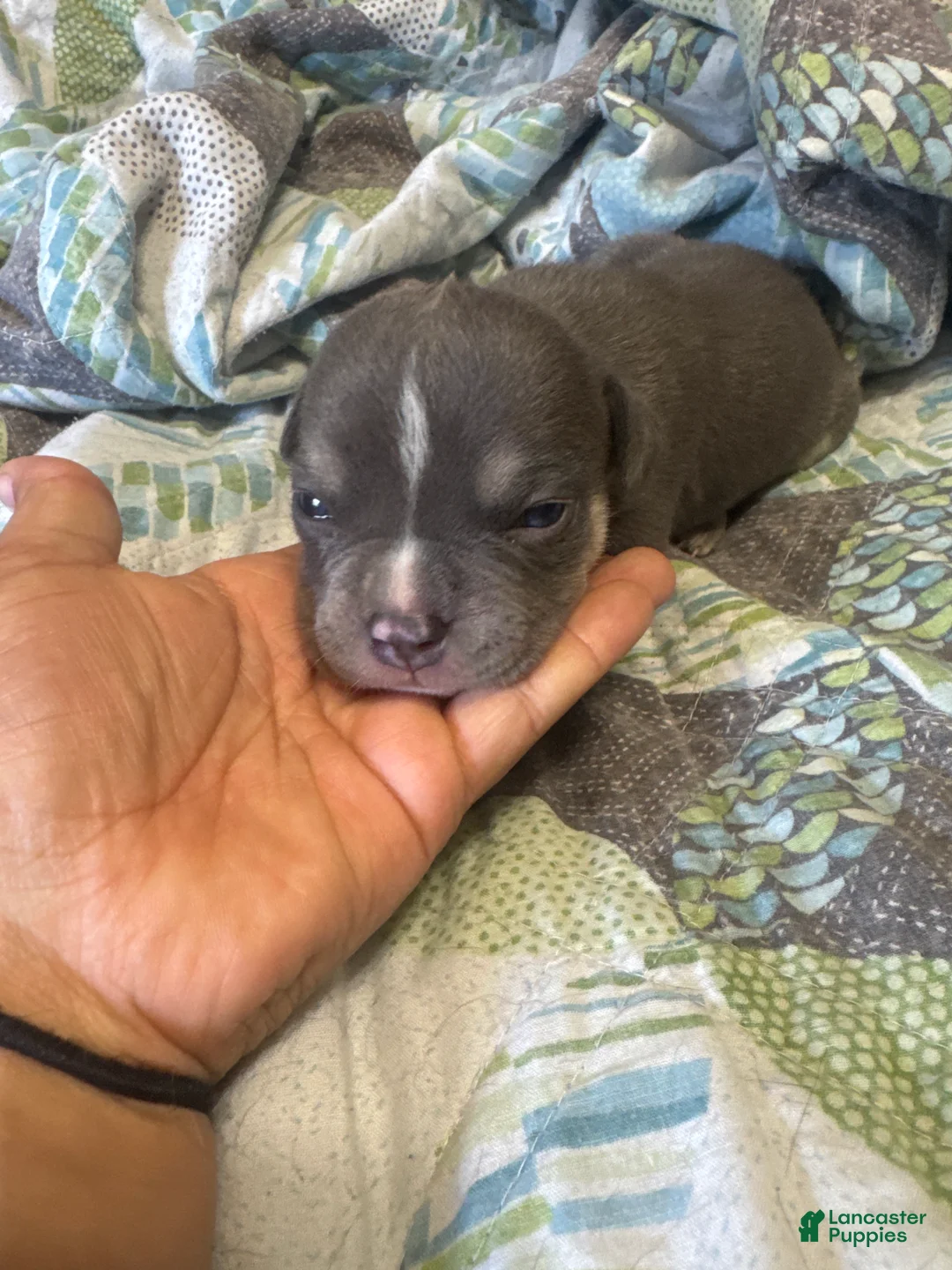 American Bully dogs for sale: American Bully 8 - Ad 1