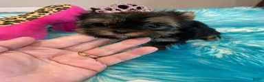 Delilah_Female