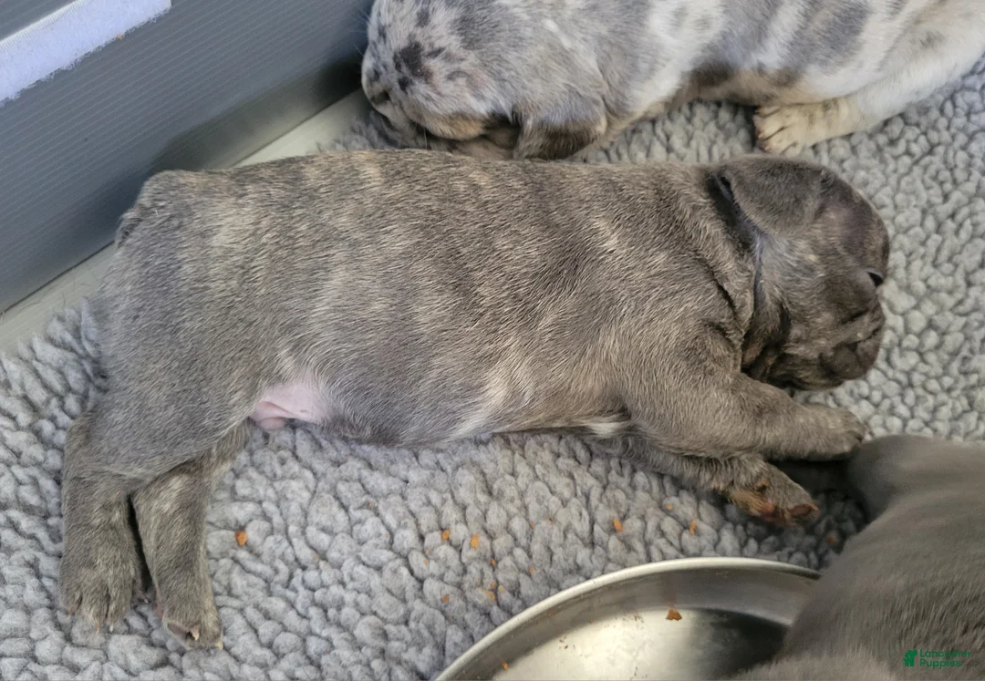French Bulldog dogs for sale: James - Ad 2