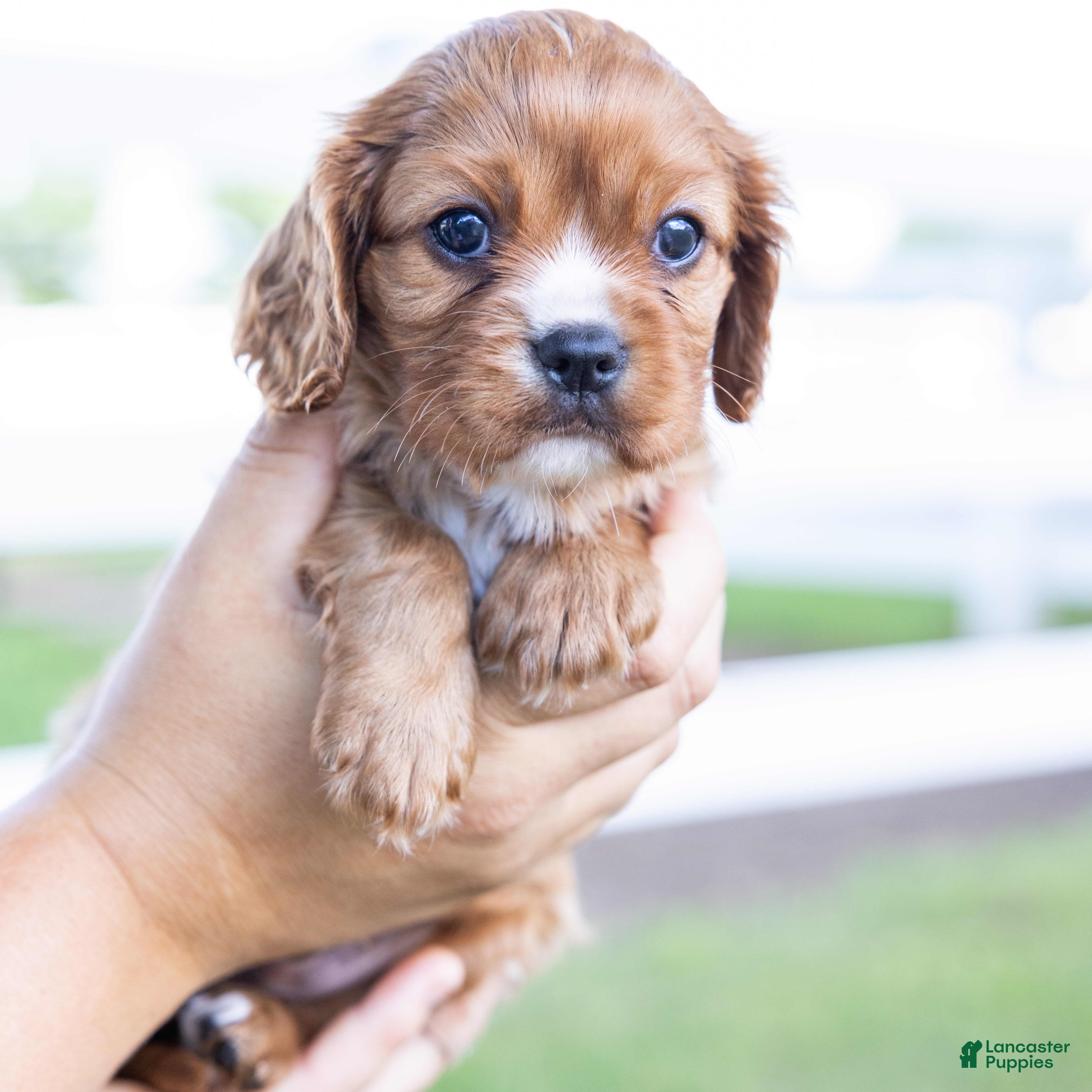 Cavalier King Charles Spaniel dogs Caramel  - Ad 2