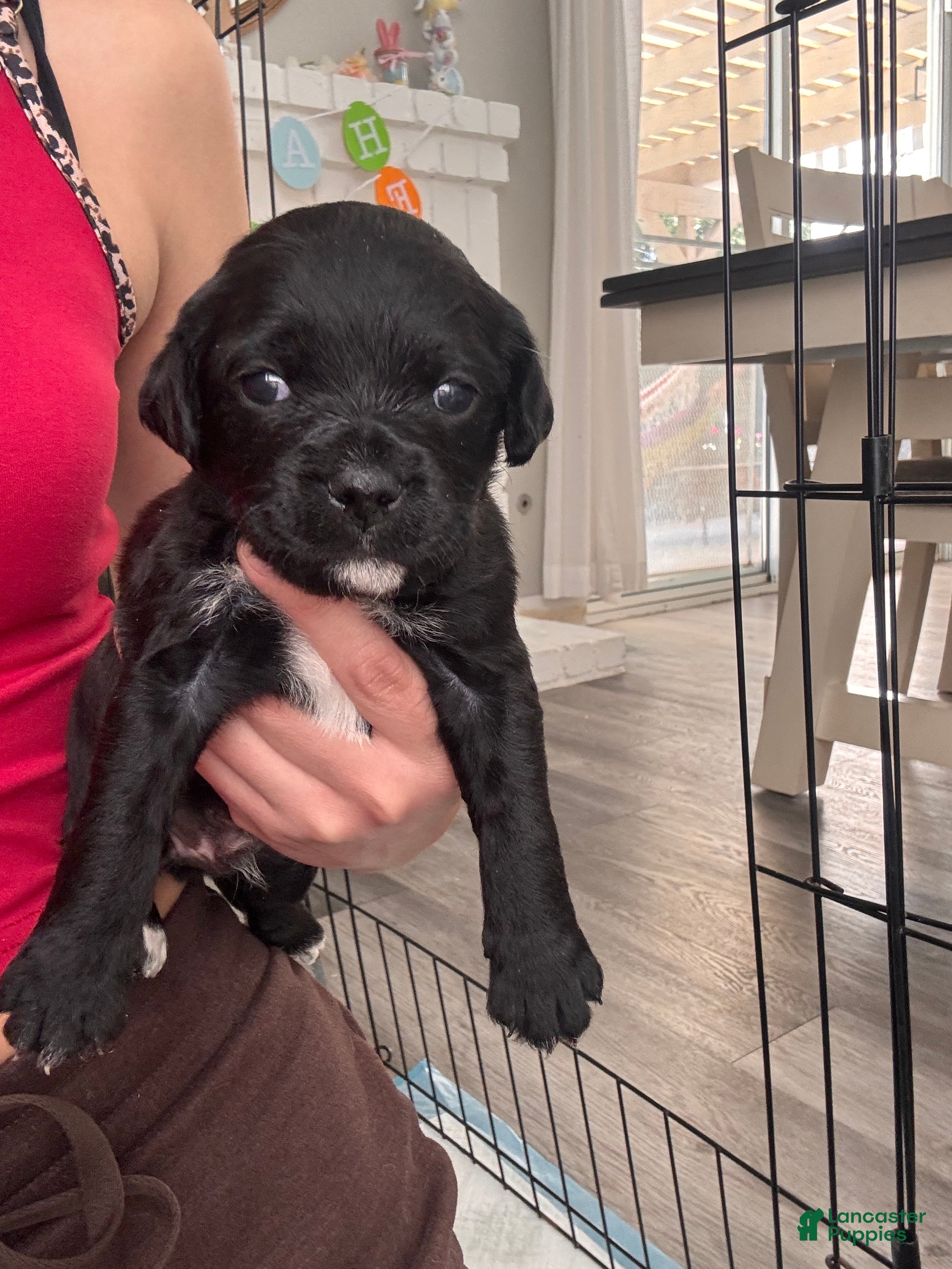 Mixed Breed dogs Mixed Breed Puppy 4 - Ad 8