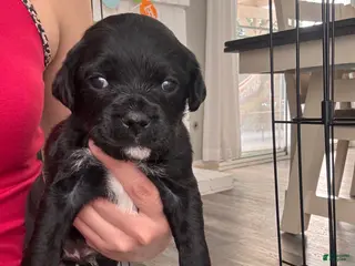 Mixed Breed dogs Mixed Breed Puppy 4 - Ad 25