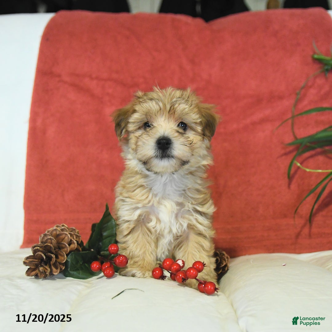 Yochon dogs for sale: Truffle  - Ad 3