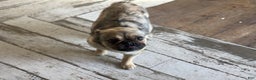 French Bulldog dogs for sale: Izzy - Ad 4