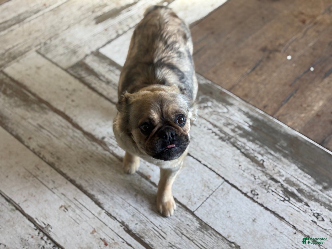 French Bulldog dogs for sale: Izzy - Ad 4