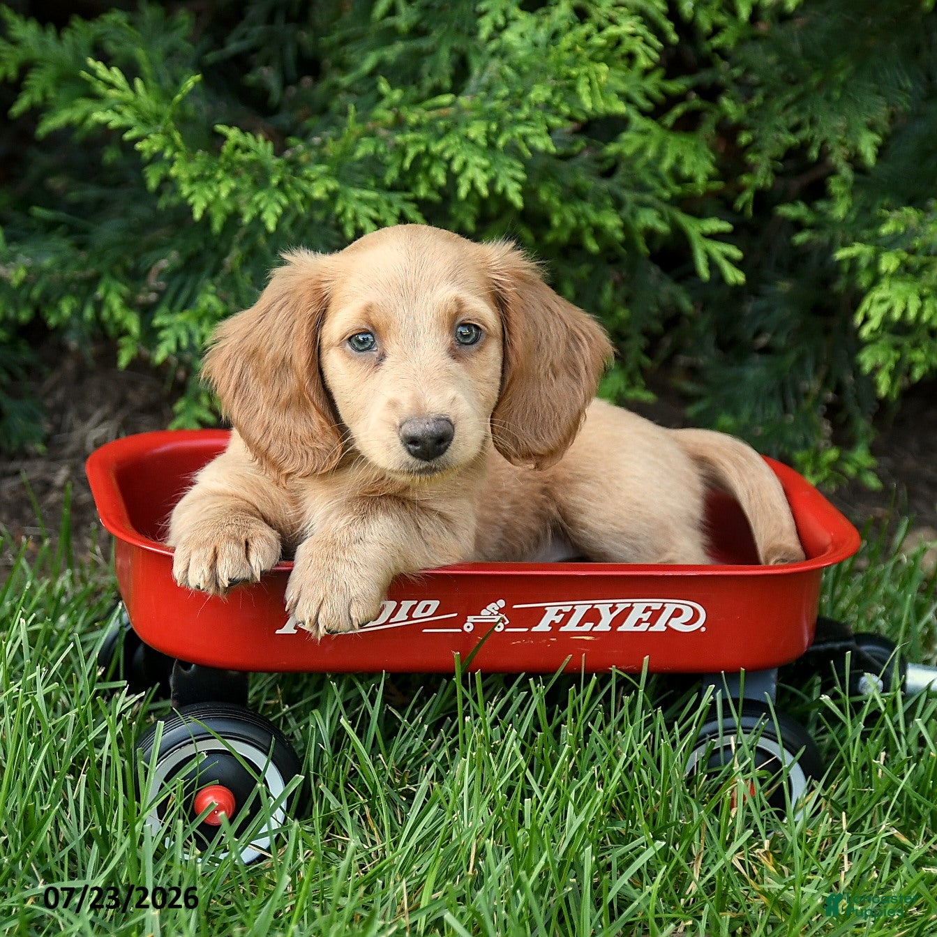Miniature Dachshund dogs Hazel - Ad 2