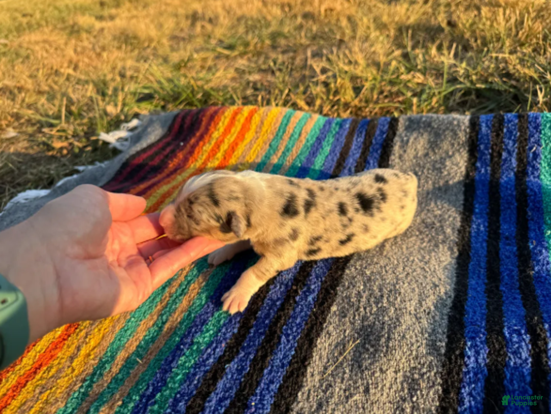 Australian Shepherd dogs for sale: Blue Merle Male - Ad 3