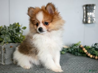 Pomeranian dogs Alec - Ad 30