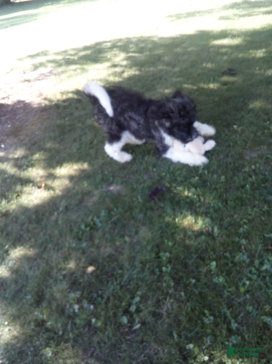 Goldendoodle dogs Grace F1B - Ad 2
