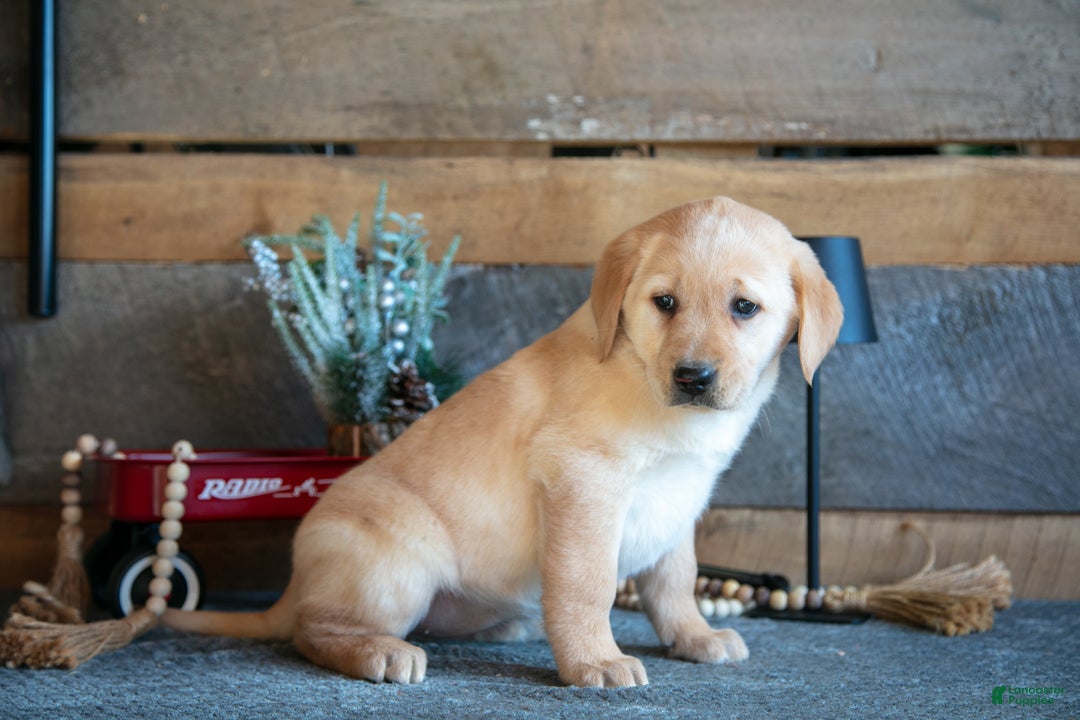 Goldador dogs for sale: Pippa - Ad 2