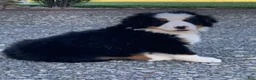 Bernese Mountain Dog dogs for sale: Alaska  - Ad 5