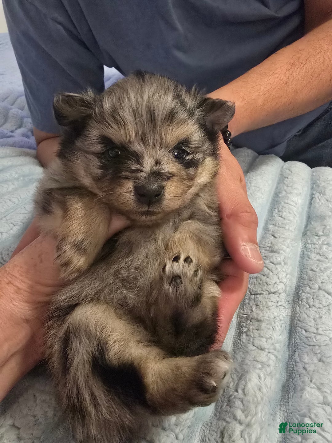 Pomeranian dogs for sale: Pomeranian Puppy 2 - Ad 4