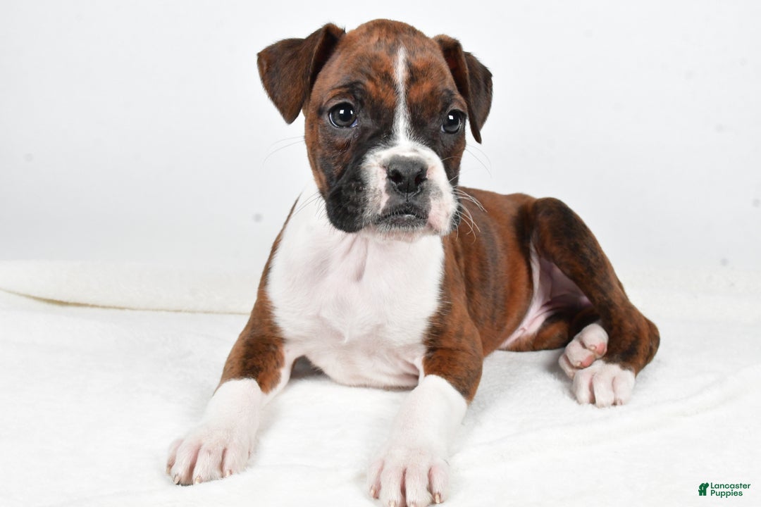 Boxer dogs for sale: Bella - Ad 3