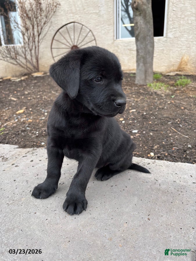 Labrador Retriever dogs Gemma - Ad 2